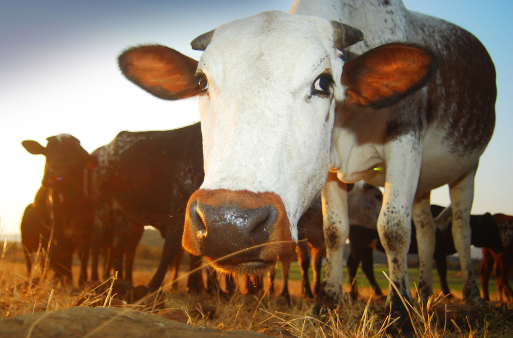 "Cow Covid" Crisis Grips Spain's Livestock