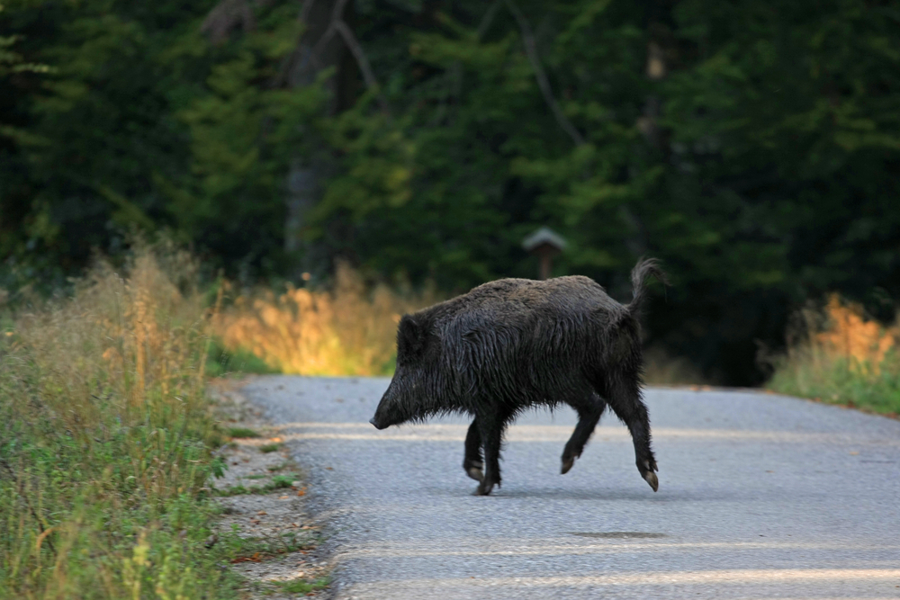 Wild Boar Accidents On The Increase In Spain