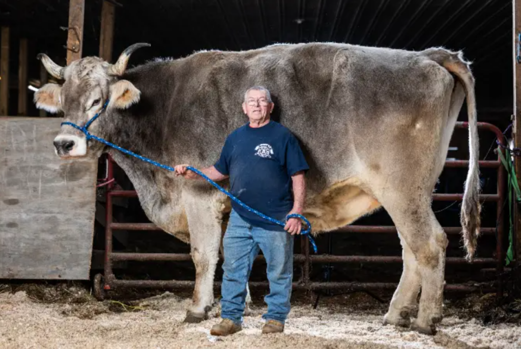 Tommy, the world's biggest steer