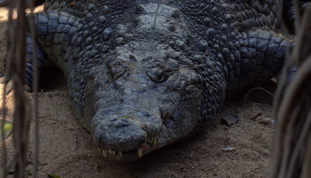 Image of 'Kraken' BIOPARC Fuengirola's new Nile crocodile.