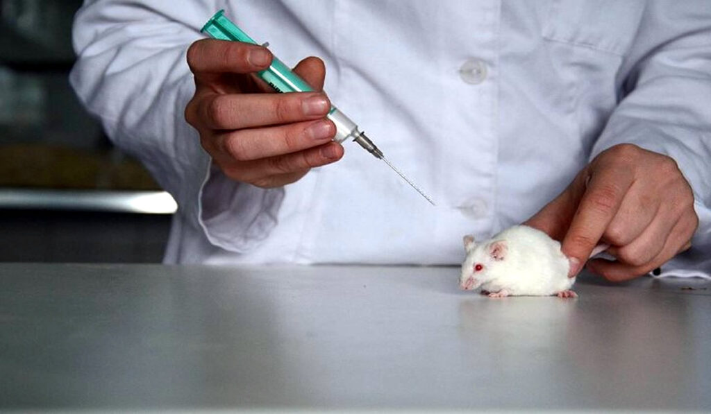 Image of a mouse in a laboratory.