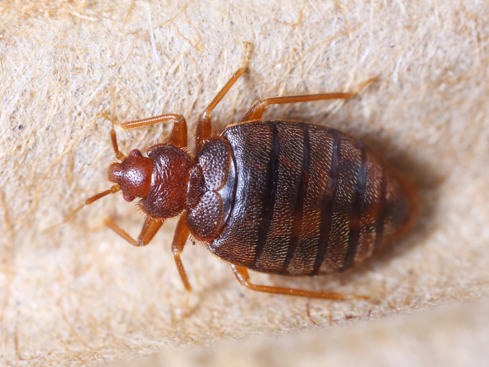 Europe On Alert Following French Bedbug Plague