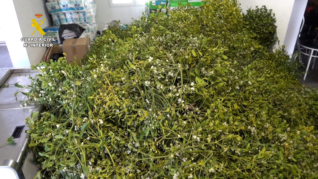 Guardia Civil Seize 300kg Of Illegal Mistletoe