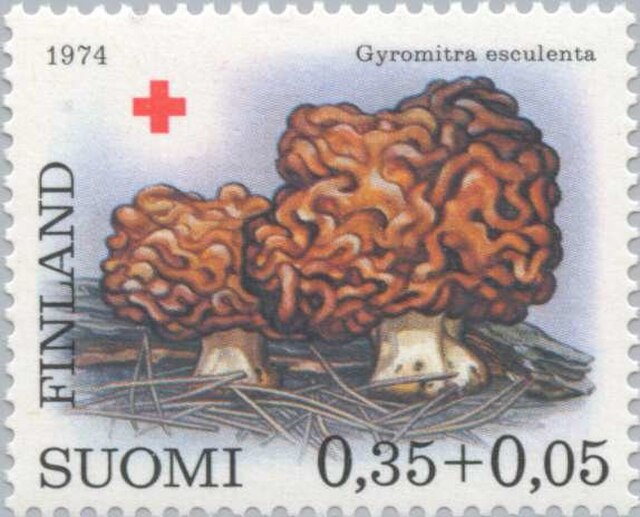 Finland's Love Of Toxic Mushroom