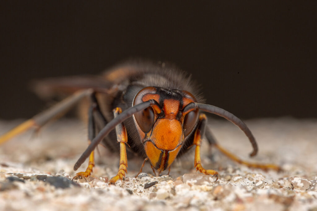 Image of an Asian wasp.