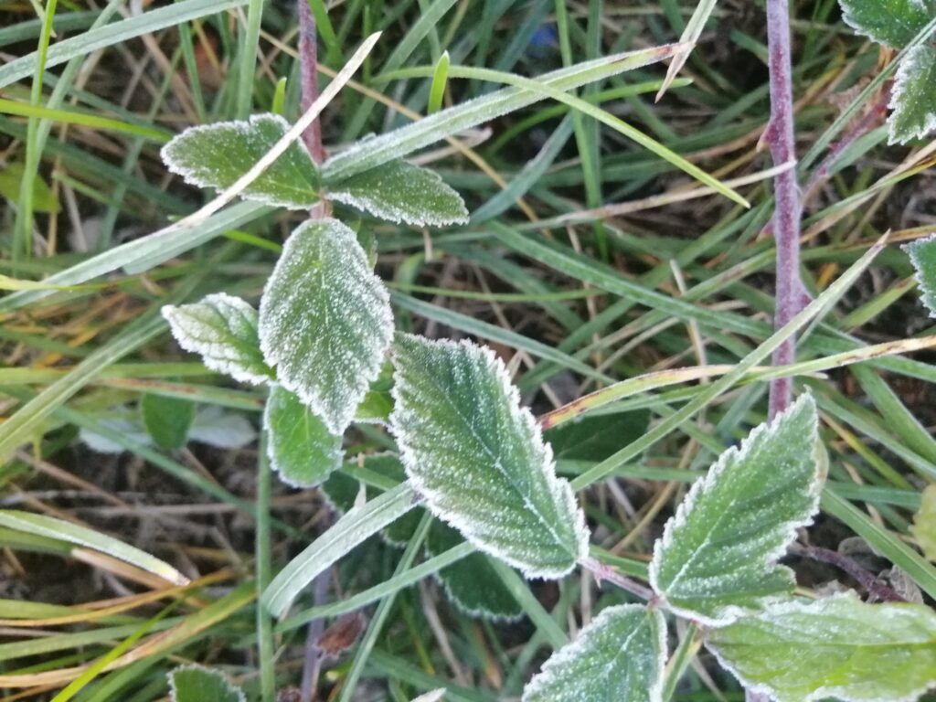 costa blanca news, first frost on leaves