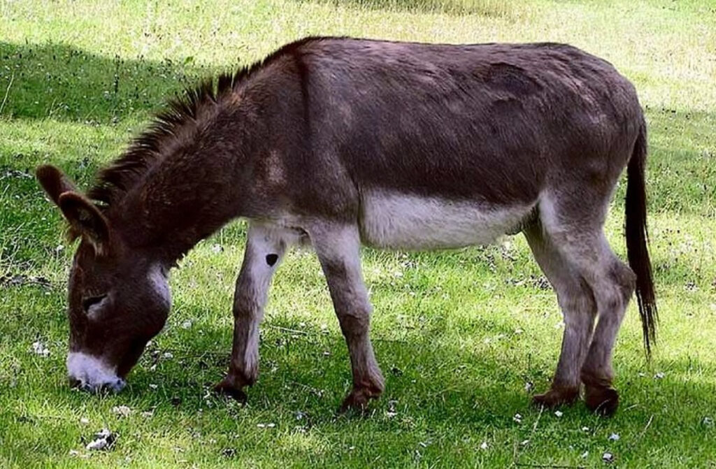 Image of a donkey grazing.