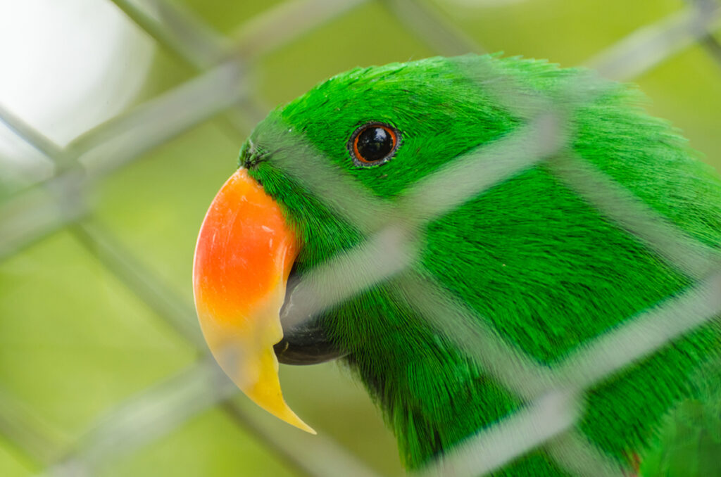 Image of a green parrot in a cage.