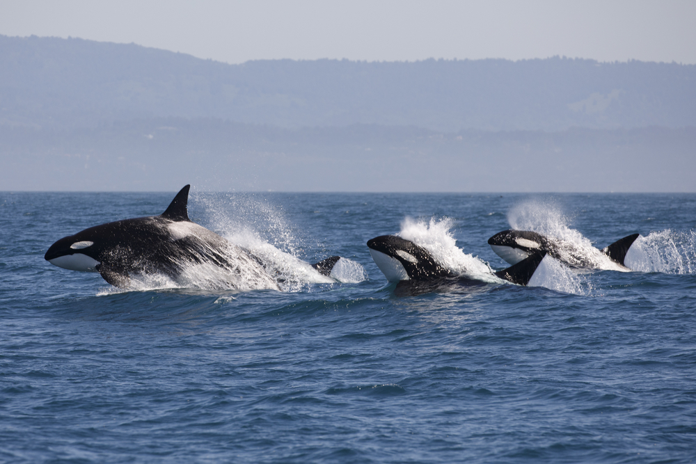 Heavy Metal Used To Repel Orcas