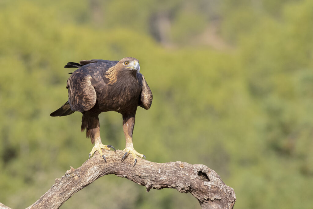 : Protecting Golden Eagles Murcia