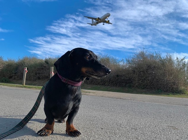 Pet-Friendly Airline Announces Doggy Menu