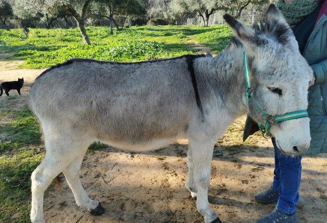 The Very Special Donkeys Of Doñana