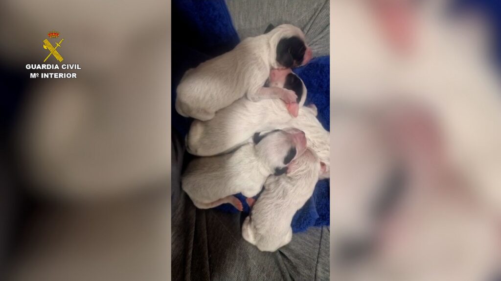 Man Charged After Puppies Found Abandoned
