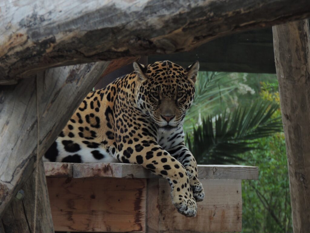 Wild adventures await: Rio Safari Elche offers discounts for nature enthusiasts.