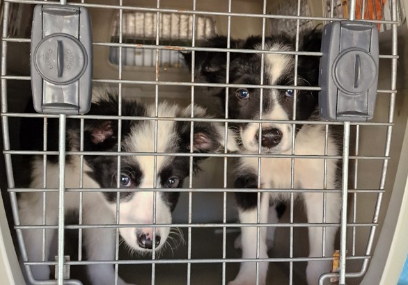 Puppy Trafficking Ring Dismantled By Police