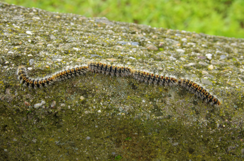 Early emergence of Processionary Caterpillars in Spain: Government issues warnings.