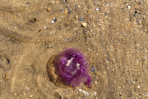 Purple invasion: Alicante coastline jellyfish spectacle.