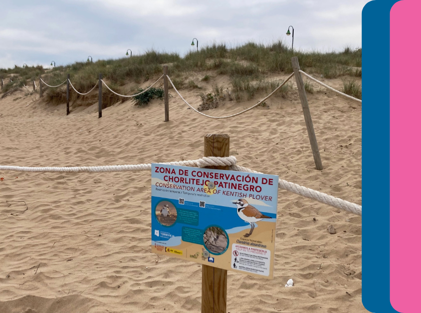 Protecting paradise: Torrevieja's battle to safeguard the Snowy Plover.