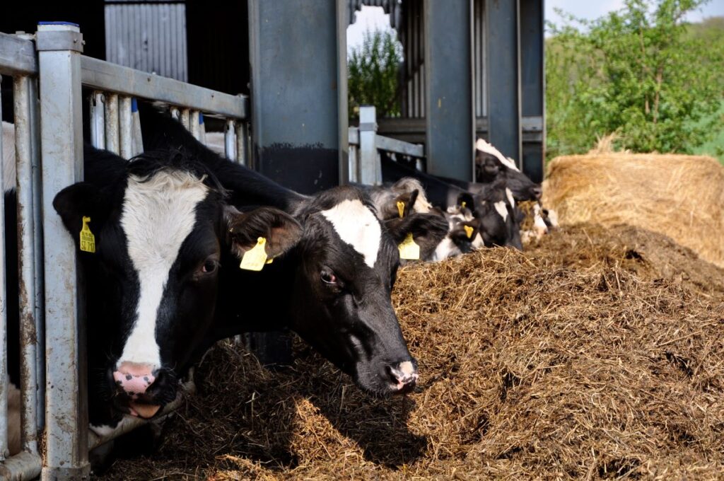 Cows eating at an organic farm