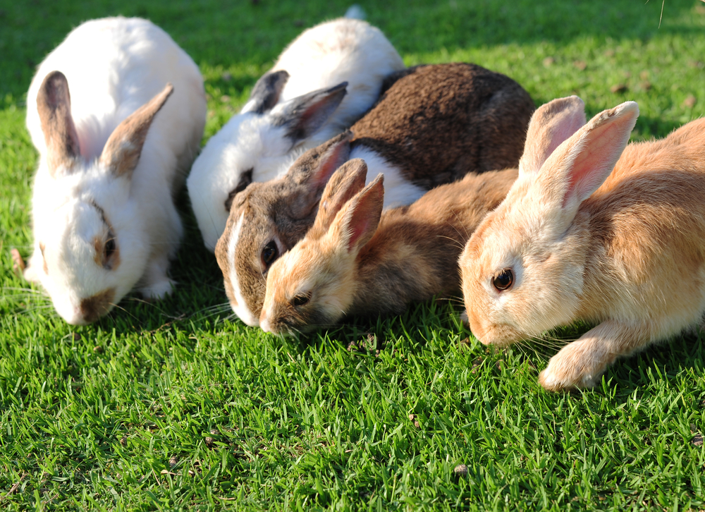 Do Easter bunnies make good pets?