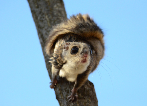 Pause, paws, and planning: Finland's Siberian Flying Squirrels.