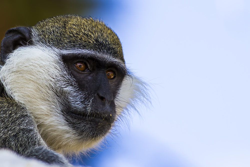 New UK law bans primates as pets