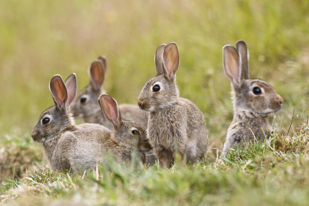 Mallorca extends hunting season for rabbits