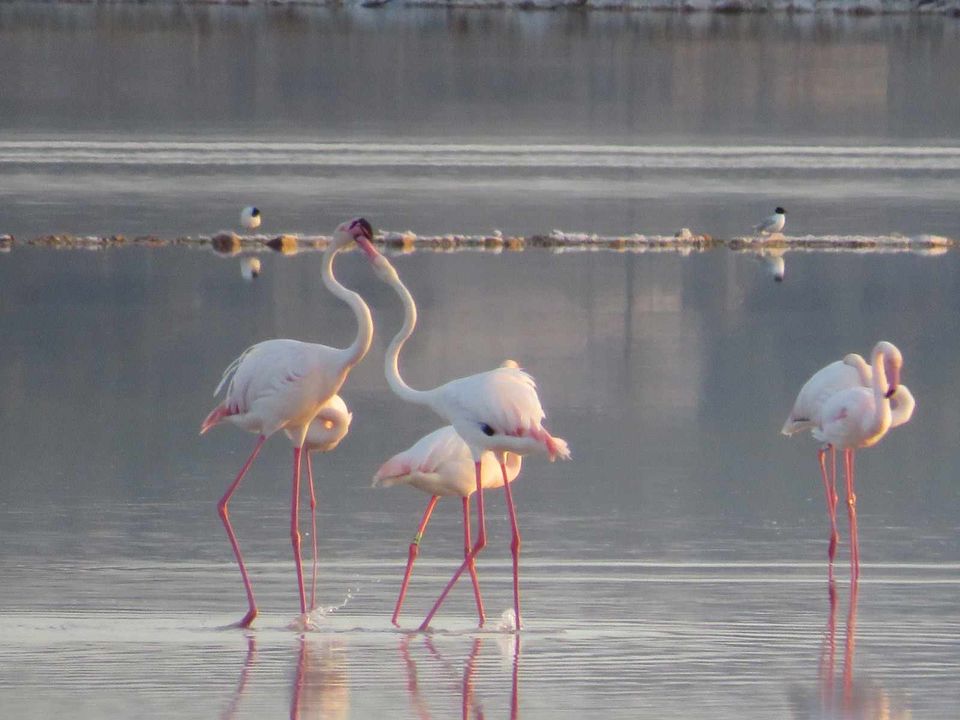 For the fifth year in a row, flamingos have returned to the Lagunas de La Mata y Torrevieja Natural Park to start their breeding season.
