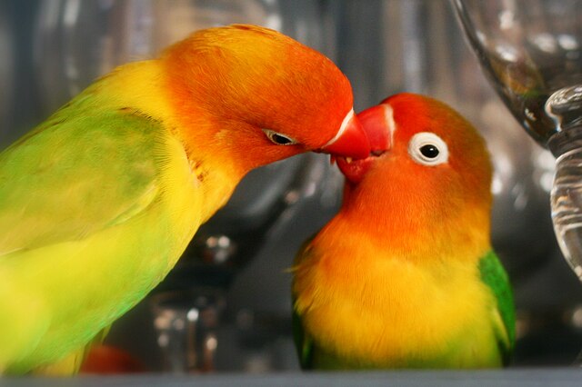 Today is World Kiss Day