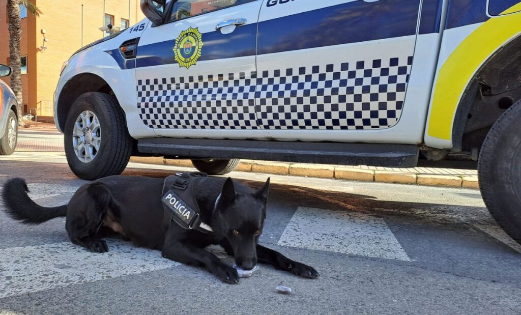 Hashish hitch: Hero pooch catches passenger at Elche Bus Station.