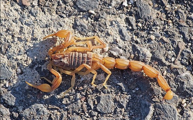 Scorpions make early appearance