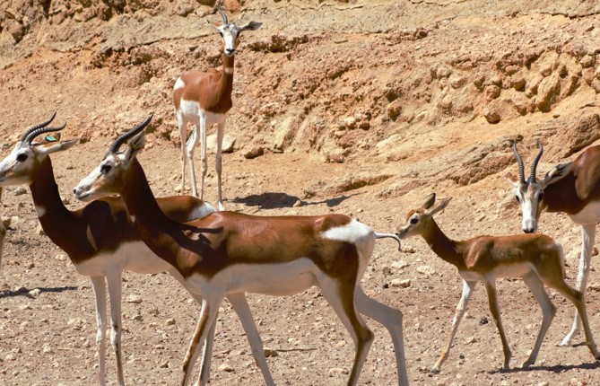 Rare gazelle thrives in Almeria