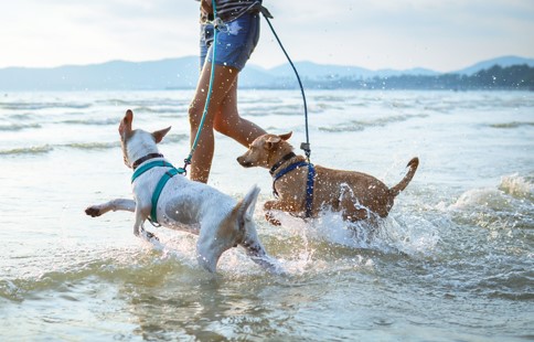 A new dog-friendly beach for Almeria