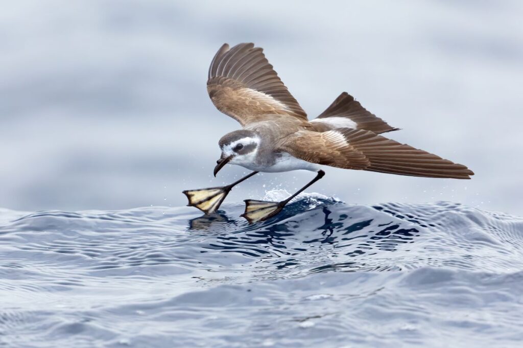 White-faced_Storm-petrel