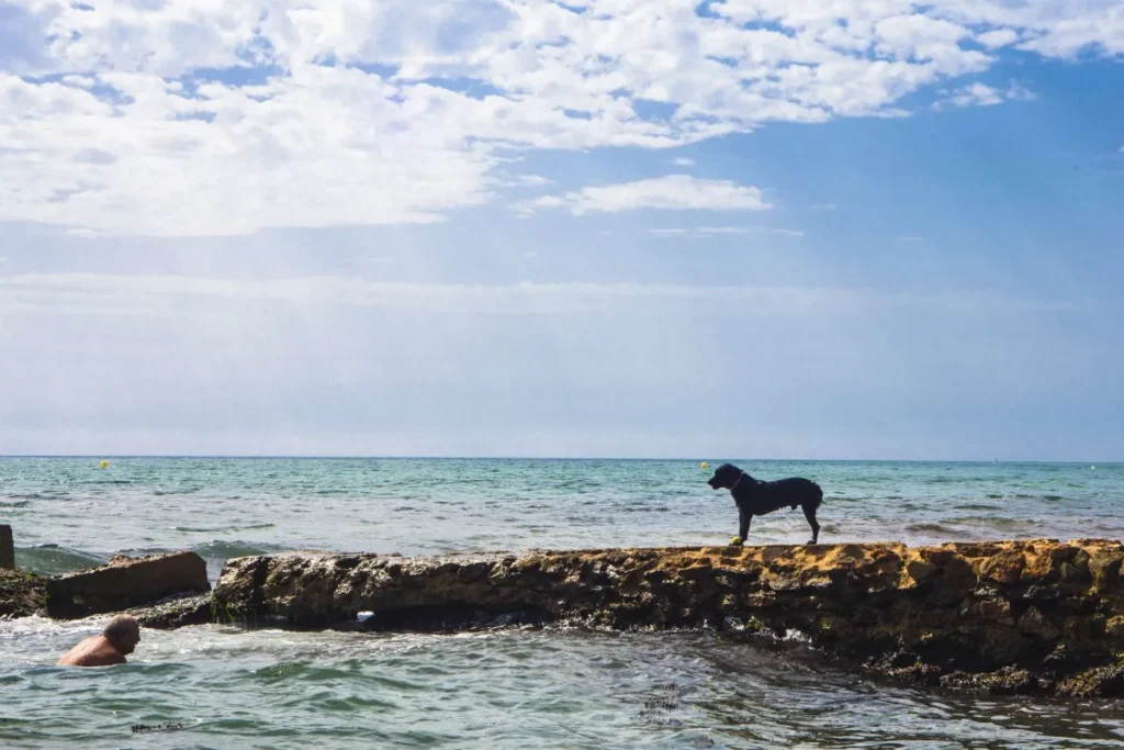 Costa Canine: Fun in the sun at dog-friendly beaches.