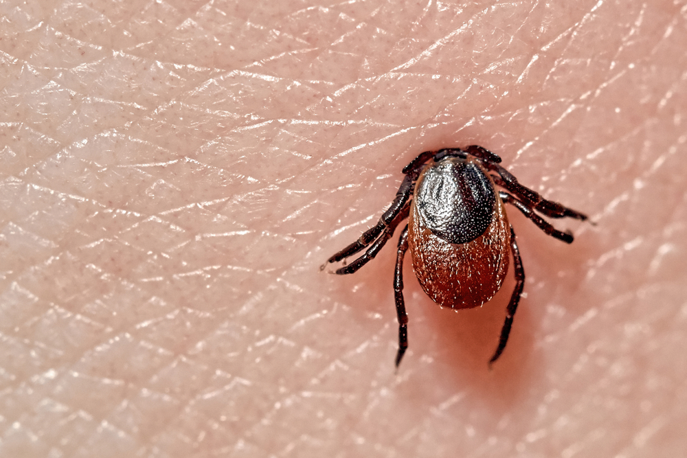 Record tick numbers in Spain