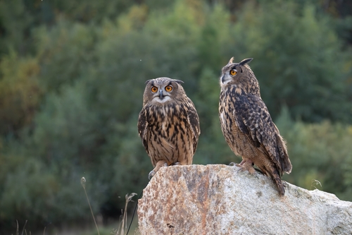 Torrevieja: Exploring Europe's eagle owl haven.