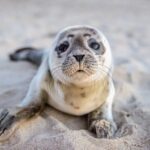 Saving seal pups in Helsinki