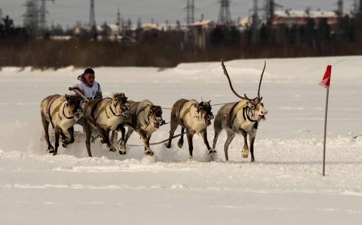 The effects of climate change on reindeers « Euro Weekly News