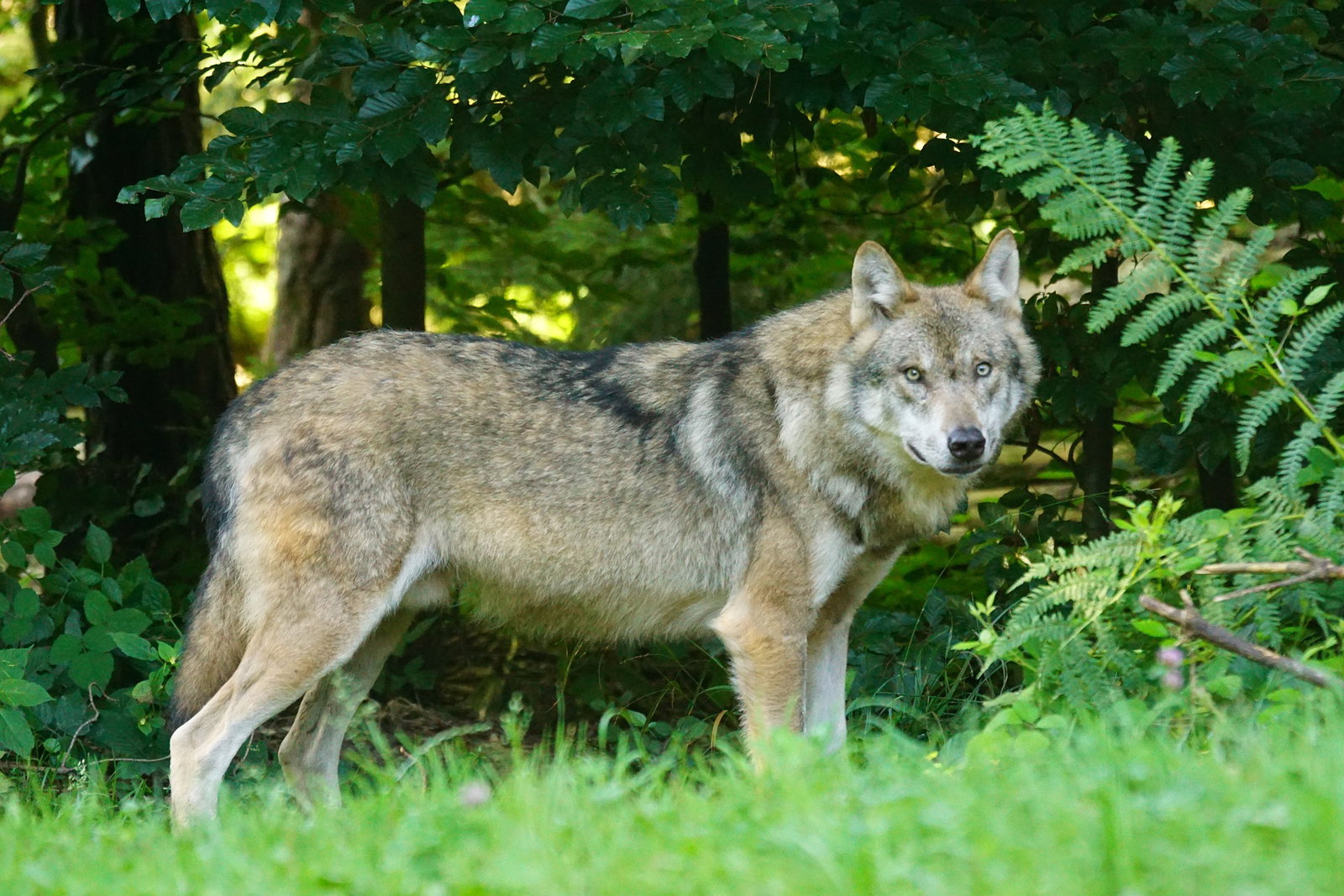 Call to make Netherlands a wolf-free zone « Euro Weekly News