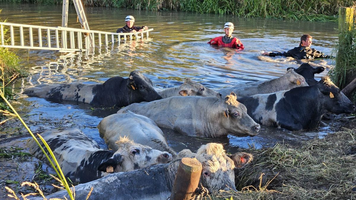 Cow Lifeguards Cows in the MOOd for a swim « Euro Weekly News