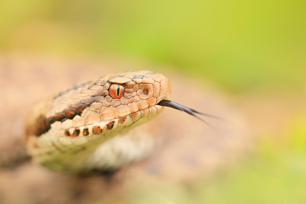 Spain s Top 5 Deadliest Snakes April Euro Weekly News Spain s Top 5 Deadliest Snakes April Euro Weekly News