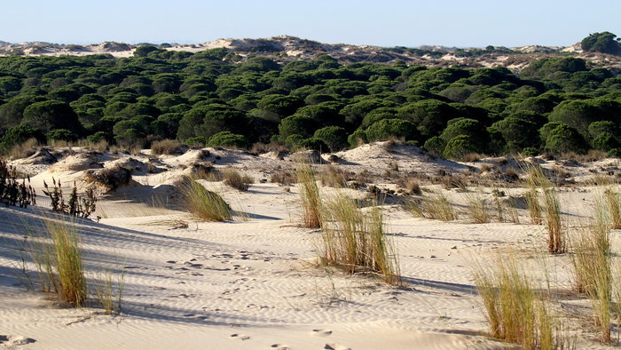 Donana national park Andalucia