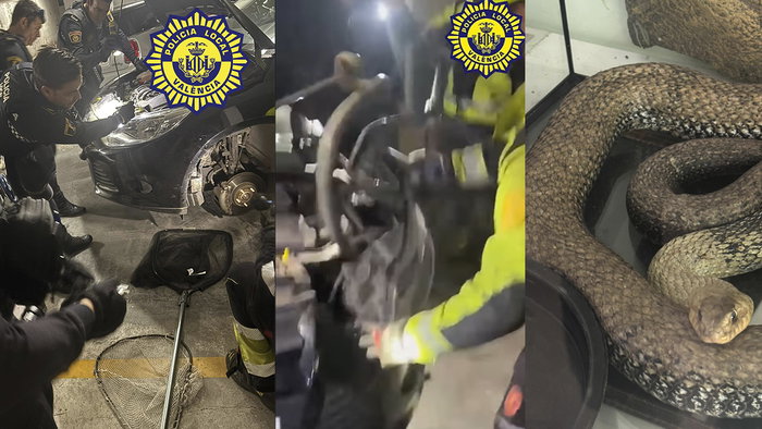 A resident of Botánico Street alerted the local police in Valencia because something unusual was going on with his vehicle, which was parked in the garage. He could hear noises coming from the engine—something was moving.