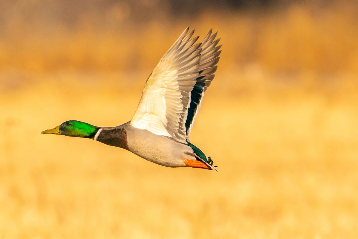 Quacker Flying Swiss radar flashes Duck flying at 52km/h « Euro Weekly News