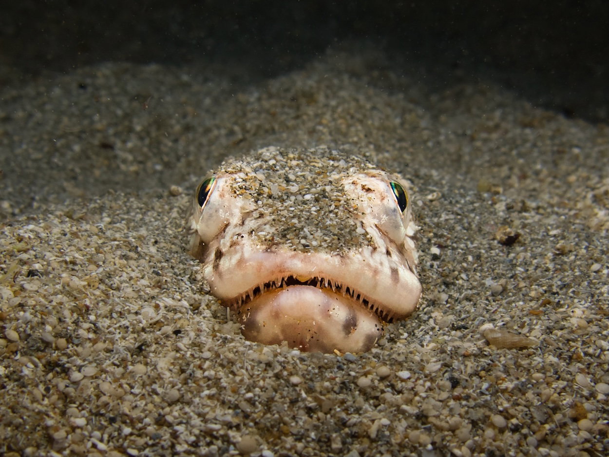 Weever fish sting pain like ten childbirths « Euro Weekly News