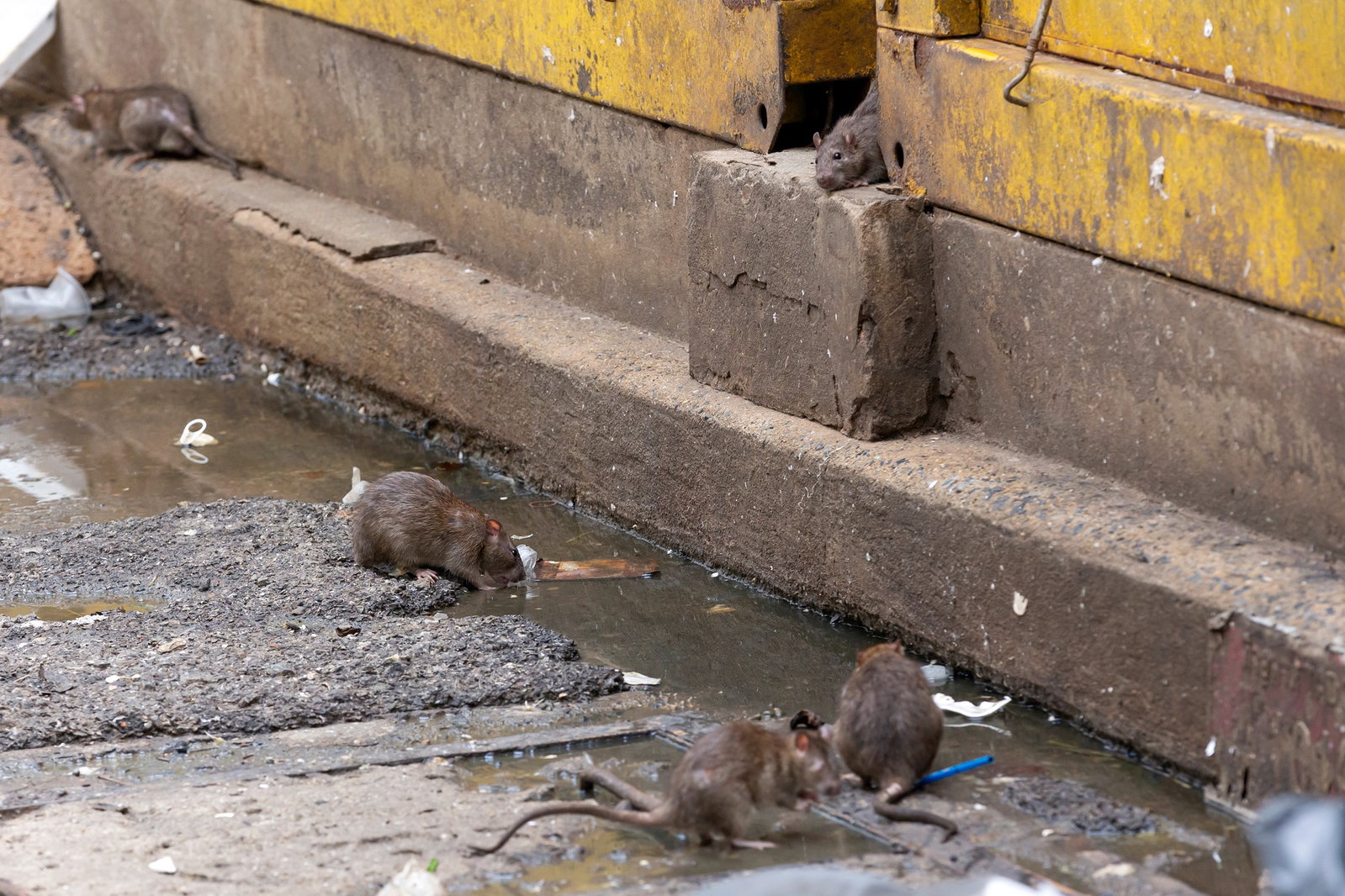 Rats and snakes roam the streets of a Spanish beach city « Euro Weekly News