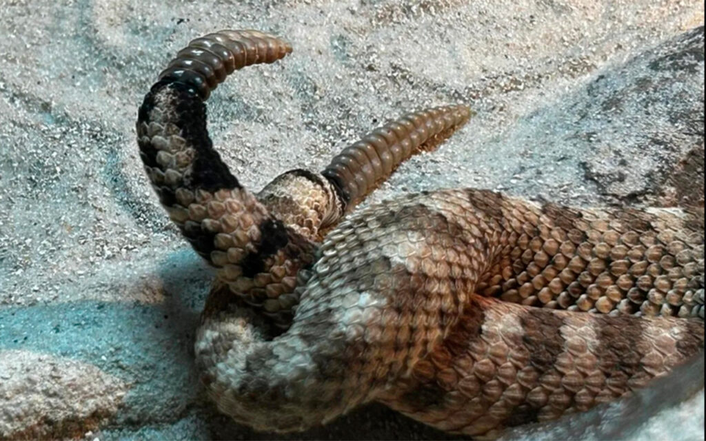 Seven baby rattlesnakes born « Euro Weekly News