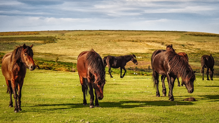 Dartmoor ponies grazing on grassland under cloudy sky