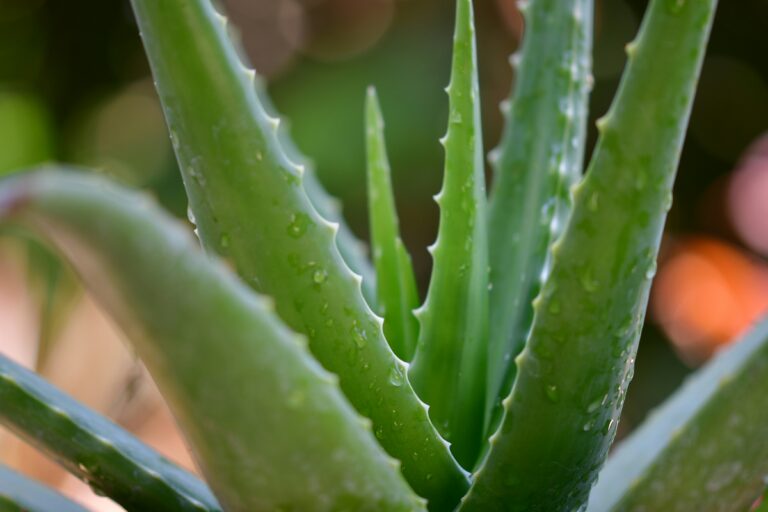 agave syrup side effects Agave Syrup main image 1